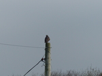 FZ010489 Buzzard on post.jpg